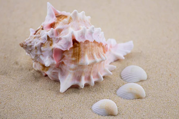 Beyaz kumların üzerinde sıra dışı bir pembe deniz kabuğu uzanır. Deniz temasının makro fotoğrafçılığı. Sahil deniz ya da okyanusa yakın bir yerde. Güneşli bir gün. Tatil ya da hafta sonu.