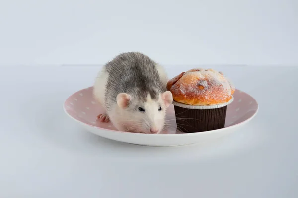 Black White Rat Eating Sweet Cake Diet — Stock Photo, Image