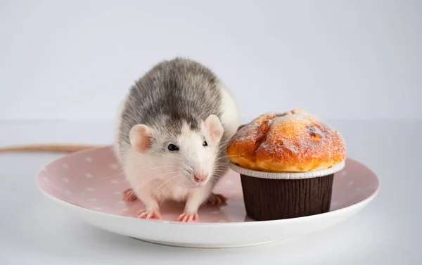 Black White Rat Eating Sweet Cake Diet — Stock Photo, Image