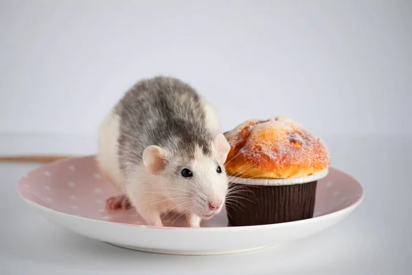 Black White Rat Eating Sweet Cake Diet — Stock Photo, Image