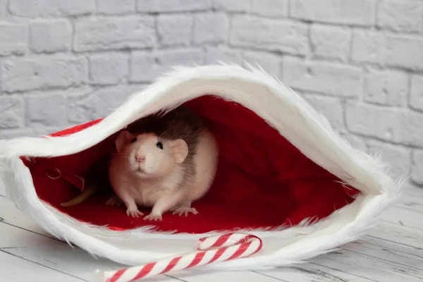 Una Pequeña Rata Linda Decorativa Sienta Sombrero Rojo Año Nuevo —  Fotos de Stock