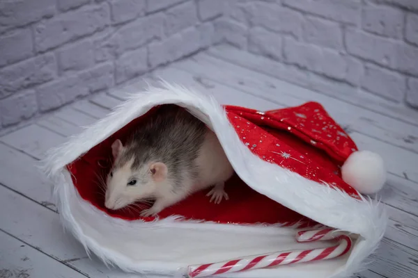 Petit Rat Mignon Décoratif Est Assis Dans Chapeau Rouge Nouvel — Photo