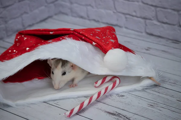 Petit Rat Mignon Décoratif Est Assis Dans Chapeau Rouge Nouvel — Photo