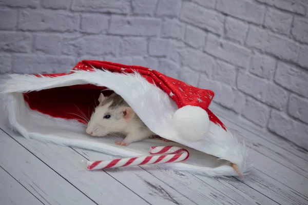Petit Rat Mignon Décoratif Est Assis Dans Chapeau Rouge Nouvel — Photo