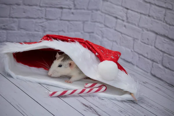 Petit Rat Mignon Décoratif Est Assis Dans Chapeau Rouge Nouvel — Photo