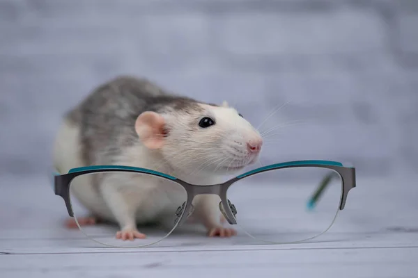 Rato Bonito Senta Lado Óculos Com Óculos Transparentes Roedor Inteligente — Fotografia de Stock