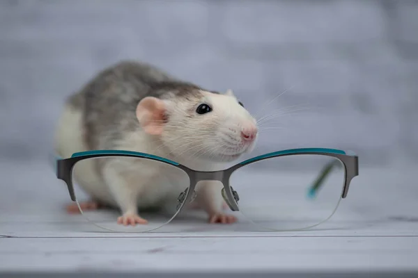 透明ガラスのグラスの横に可愛いネズミが座っています 賢いげっ歯類 — ストック写真