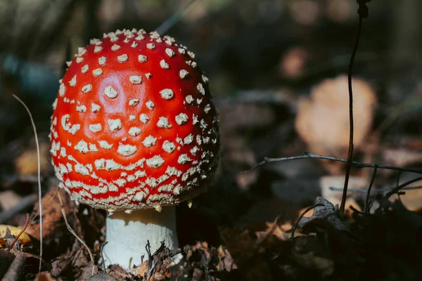 Fly agaric mushroom in autumn forest. Red fly agaric growing in moss. Poison fly agaric mushrooms in nature. Fall season background. Dry leaves. Copy space. Amanita Muscaria or toadstool in forest.