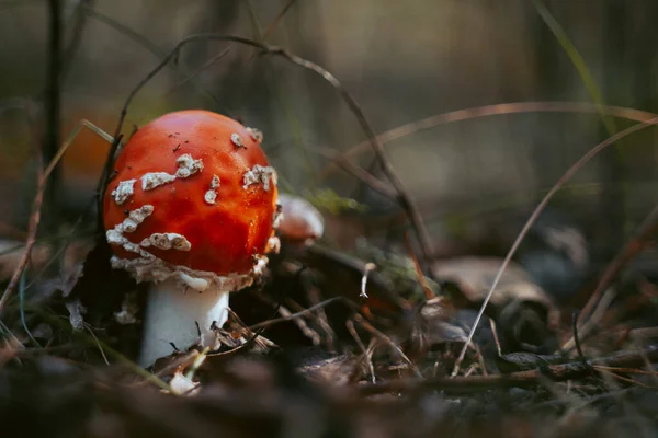 Fly agaric mushroom in autumn forest. Red fly agaric growing in moss. Poison fly agaric mushrooms in nature. Fall season background. Dry leaves. Copy space. Amanita Muscaria or toadstool in forest.