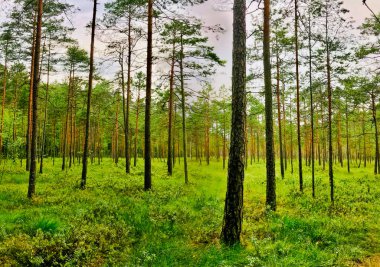 Litvanya ormanlarında yeşil yaz doğası olan ince çam ağaçları. İnsan yok. Huzurlu bir manzara ve ferahlatıcı bir atmosfer. 2019