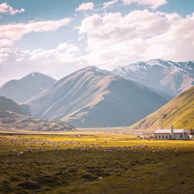 Arka planda KAzbegi dağlarının dramatik vahşi manzarasıyla çevrili birçok koyun var..