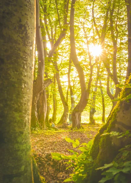 Meisje Zit Alleen Het Bos Omringd Door Idyllische Natuur Met — Stockfoto