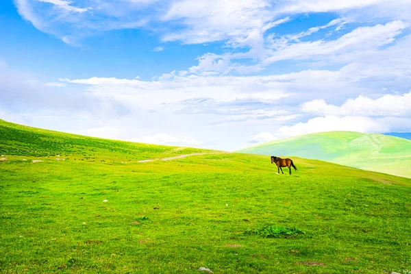 Georgia Nın Cennet Yeşili Dağlık Arazilerinde Kahverengi Kafkasların Özgürlük Manzaraları — Stok fotoğraf