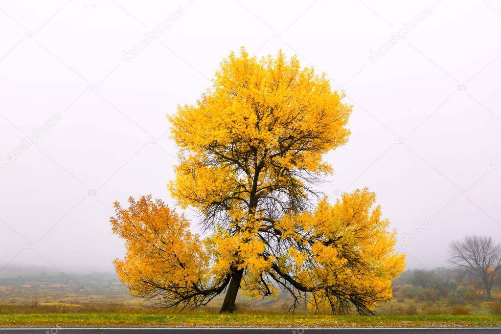 Golden autumn tree with bright yellow leafs and fall nature in the backgroung.Background and concept of autumn in Lithuania.