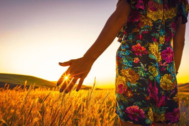 Bitkilere dokunan bir kızın elini kapat ve arka planda altın çayır tarlasıyla parmaklarının arasından yükselen güneş patlaması..