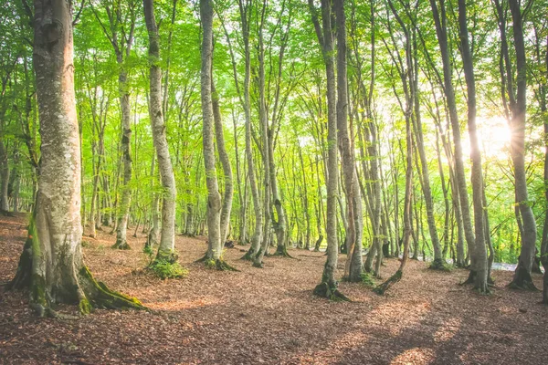 Skogsträd Med Solbränna Bakgrunden Tbilisi Nationalpark Georgien — Stockfoto