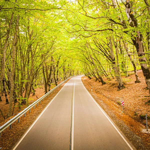 Imagen Cuadrada Carretera Asfalto Girando Derecha Rodeada Árboles Verdes Hojas —  Fotos de Stock