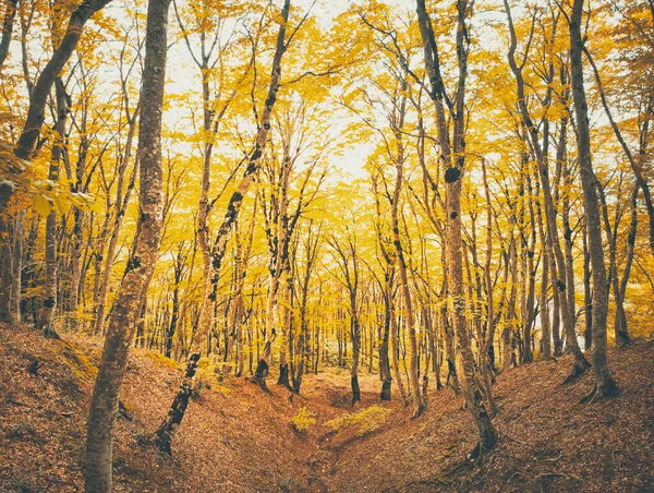 Zlaté Podzimní Lesní Stromy Listy Zemi Bez Lidí Bílou Oblohou — Stock fotografie