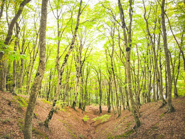 Mnoho Stromů Zelenými Listy Lese Sabaduri Říjnu Národní Park Tbilisi — Stock fotografie