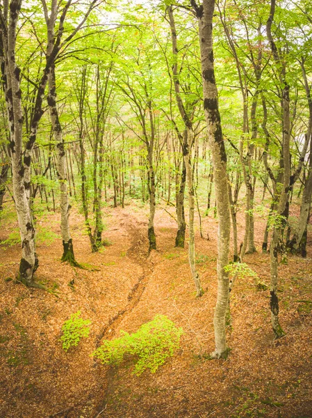 Vertikal Bild Skogsträd Med Gröna Blad Sabaduri Skogen Oktober Tbilisi — Stockfoto
