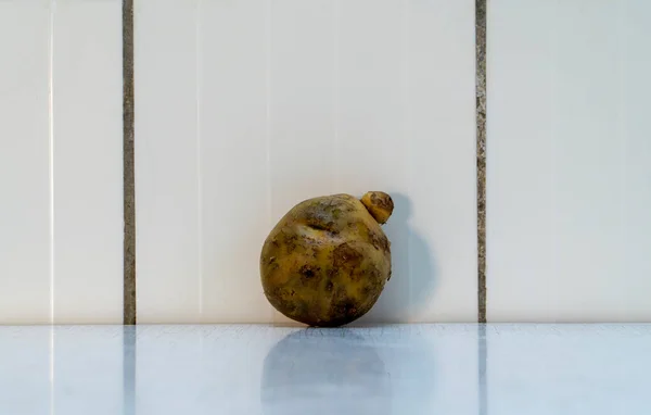 Two potato with scales and dark spots grow together and it\'s so weird. Misshapen homegrown potato is healthy food, which contains vitamins, minerals, antioxidants, fiber. Light background image.