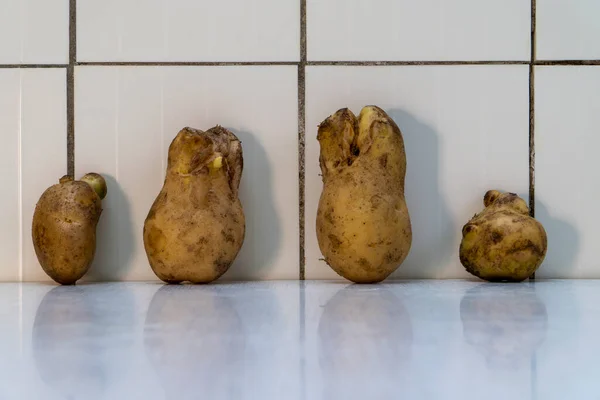 Four ugly potatoes two big and two small in the light rustic kitchen. Organic potatoes is healthy food, which contains vitamins, minerals, antioxidants, fiber. White background. Horizontal orientation