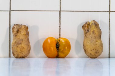 Siyam ikizleri domates ve beyaz mutfakta iki büyük çirkin patates. Çirkin sebzeler vitamin, mineral, antioksidan ve lif içeren sağlıklı gıdalardır. Kopyalama alanı olan yatay resim.