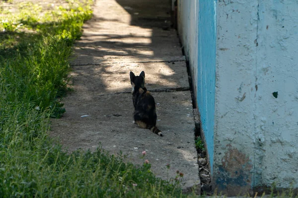 Молодий Черепаховий Кіт Сидить Тіні Біля Блакитної Стіни Будинку Безпритульний — стокове фото