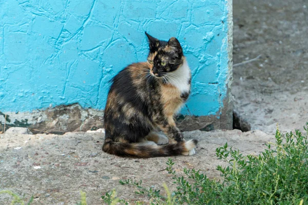 Gato Salvaje Sentado Cerca Esquina Casa Del Apartamento Mirando Izquierda —  Fotos de Stock