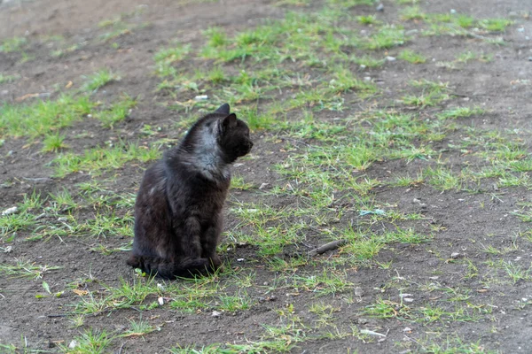 大きな黒いトマトは緑の草の近くの曇りの日に地球上に座る ホームレスの猫が屋外で休んでいます コピースペース付きの風景画像 — ストック写真