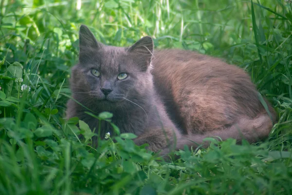 Chat Rue Couleur Rare Lilas Couché Sur Fond Herbe Verte — Photo