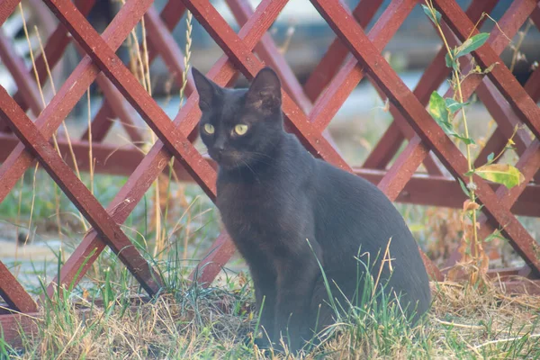 Schwarze Katze Sitzt Neben Braunem Holzzaun Auf Dem Grünen Gras — Stockfoto