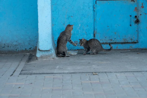 Playful Cat Interferes Another Cat Eating Two Tabby Cats Photo — Stock Photo, Image