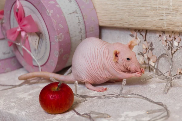 Yılbaşı Kel Sfenks Faresi