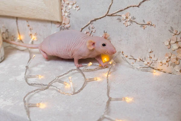 Yılbaşı Kel Sfenks Faresi