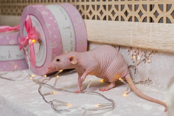 Yılbaşı Kel Sfenks Faresi