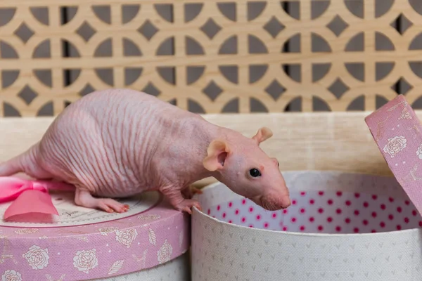 Yılbaşı Kel Sfenks Faresi