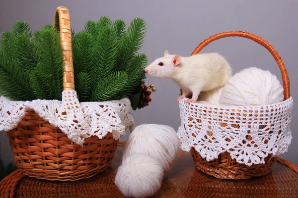 Beyaz sıçan, yılın sembolü, yeni yıl süslemelerinde