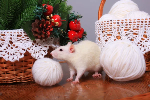 Beyaz sıçan, yılın sembolü, yeni yıl süslemelerinde