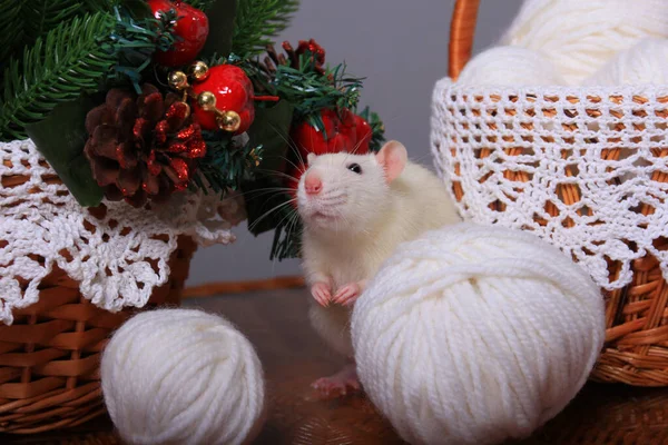 Beyaz sıçan, yılın sembolü, yeni yıl süslemelerinde