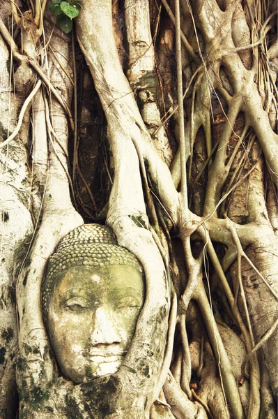 Κεφάλι Βούδα Ρίζες Δέντρων Βατ Μαχαδάτ Ayutthaya Σρι Νακόν Thailand — Φωτογραφία Αρχείου