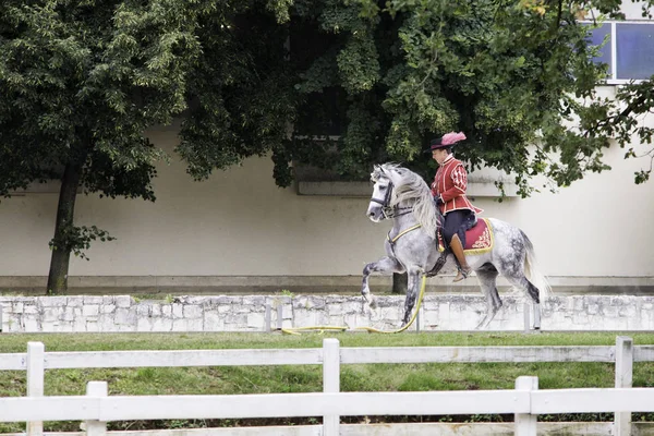 Lipica Slovenië, juli 21 2018, Spaans paard rider met zijn paard tijdens openbare training. Spaanse Rijschool — Stockfoto