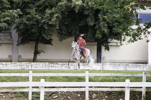 Lipica Eslovênia, 21 de julho de 2018, cavaleiro espanhol com seu cavalo durante o treinamento público. Escola de equitação de espanhol — Fotografia de Stock
