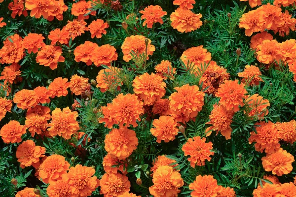 Tagetes Цветы Клумбе — стоковое фото