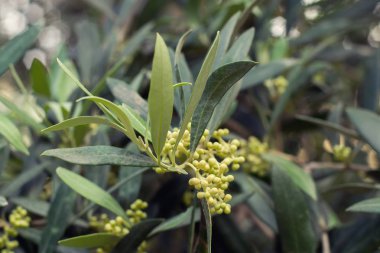 Zeytin çiçek açan ağaç bahçe