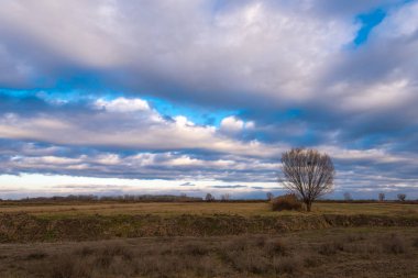 Çiftlik alanı bulutlu gökyüzü karşı yalnız çıplak ağaca