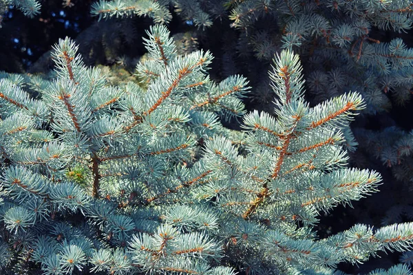 Blue Spruce Forest — Stock Photo, Image