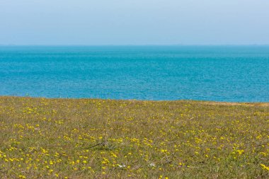 Sahil sarı vahşi bahar çiçekleri