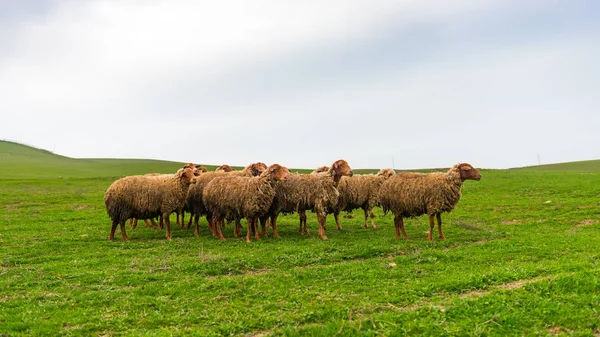 Manada Ovejas Una Colina Verde —  Fotos de Stock