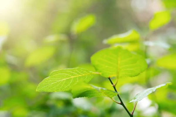 Luminose Foglie Verdi Alla Luce Del Sole Focus Selettivo — Foto Stock